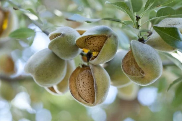 Functional Food Guide.org Almond Tree