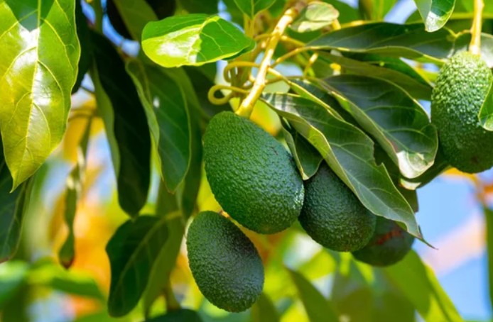 Avocado Tree
