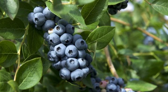 Blueberry bush