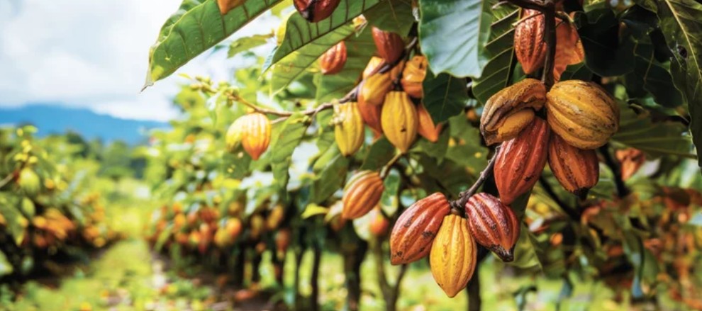 A plantation of cocoa trees with pods.
