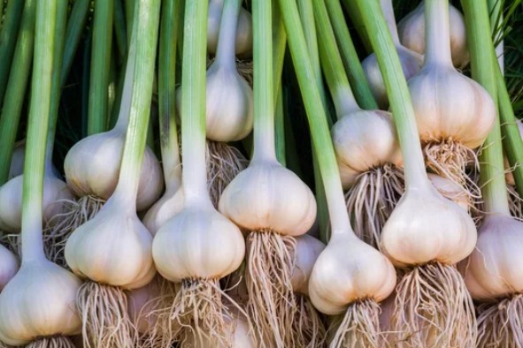 Bulbs of garlic with roots and leaves