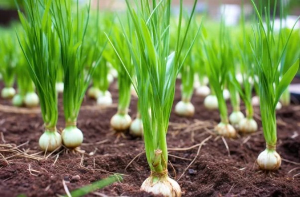 Ripe garlic plants in soil.