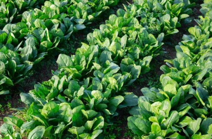 Spinach crop