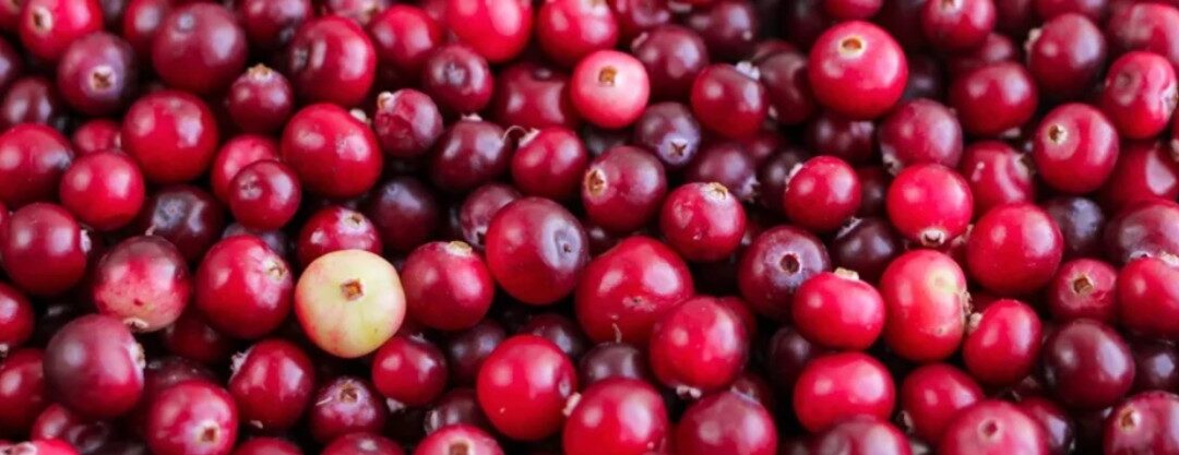 Harvested fresh cranberries