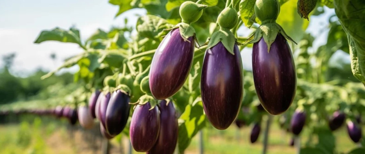 Eggplant plantation