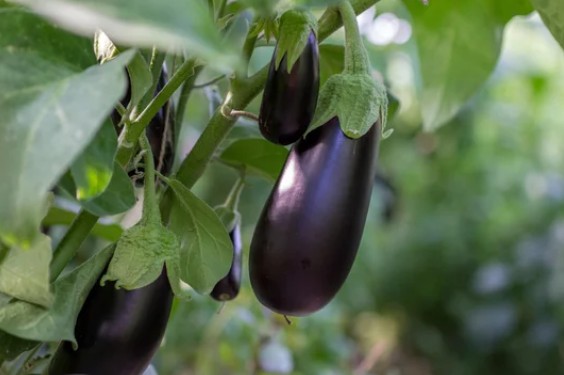 Unharvested eggplant