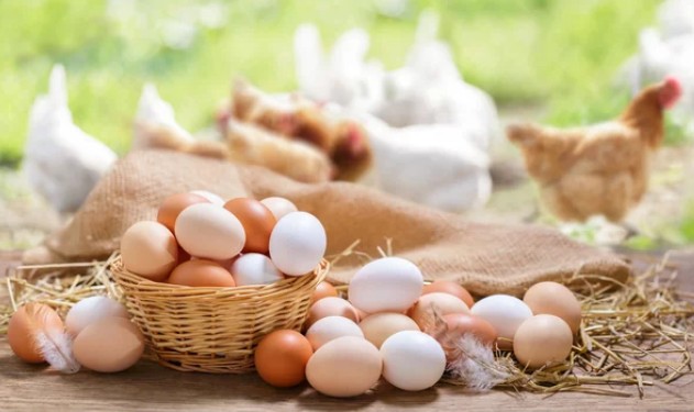 Eggs and chickens in a farm setting