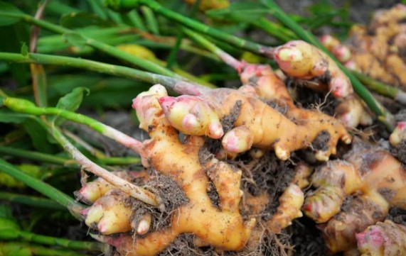 Freshly harvested ginger