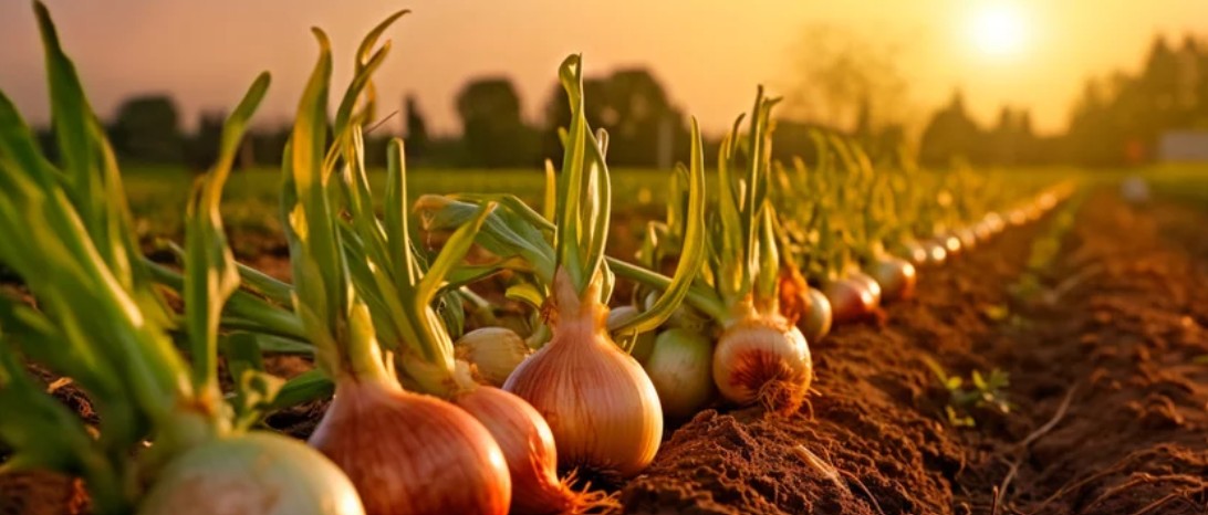 Onion crop