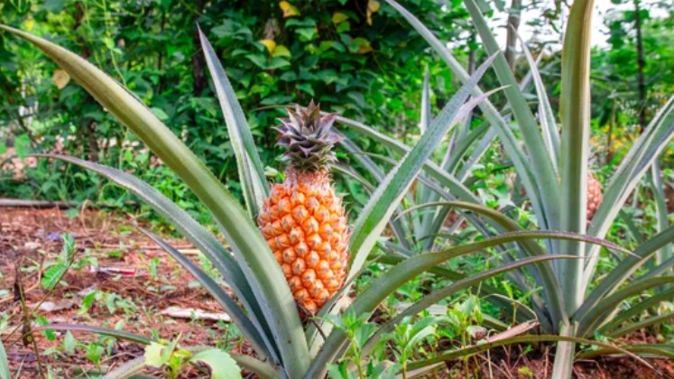 Pineapple plant