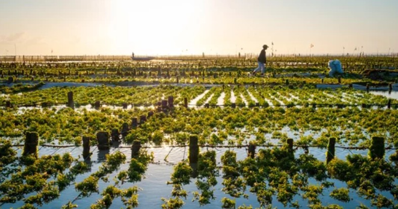 Seaweed farm