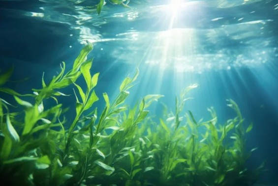 Seaweed in the ocean