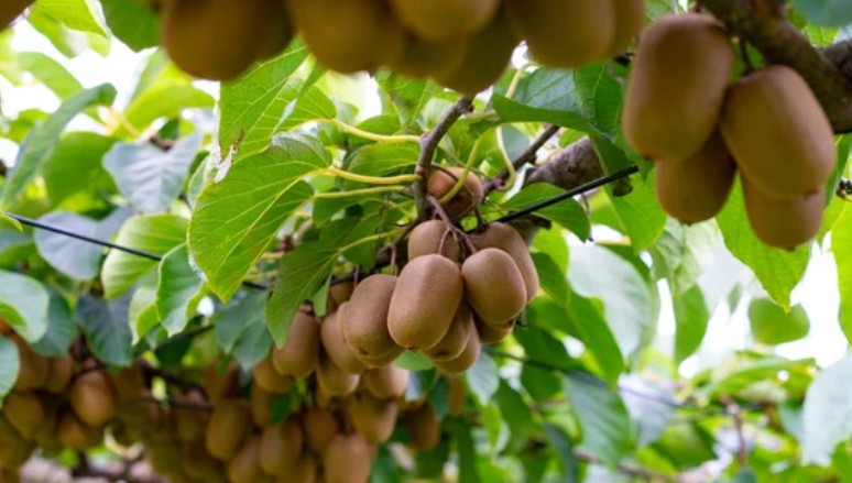 Kiwifruit growing on a vine